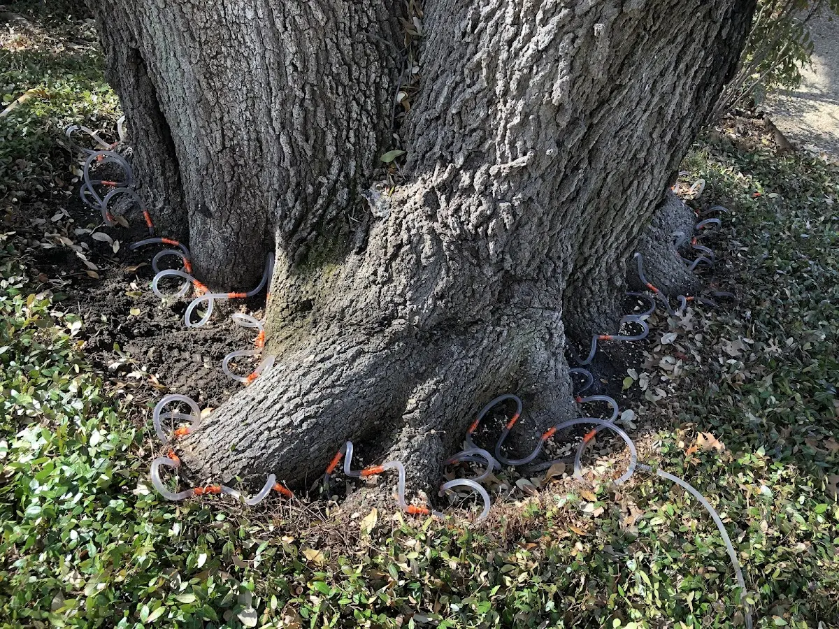Detailed Tree Cabling and Bracing job site in Marine City