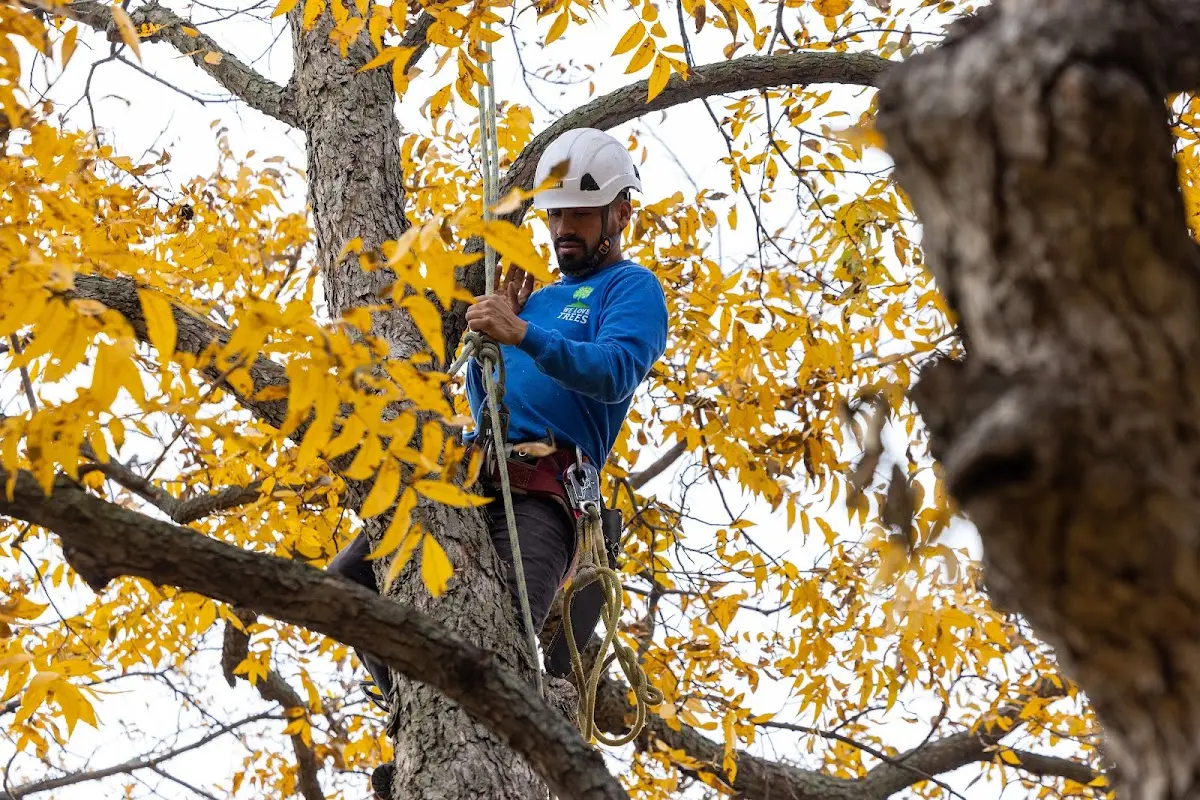 Skilled Tree Planing crew working in Marine City